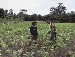 Serka Parno Dampingi Petani Cek Pertumbuhan Tanaman Kedelai