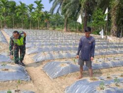 Upaya Babinsa Dampingi Petani Dalam Merawat Tanaman Cabai