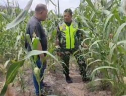 Babinsa Koramil 03/Seruway Dampingi Petani Merawat Tanaman Jagung