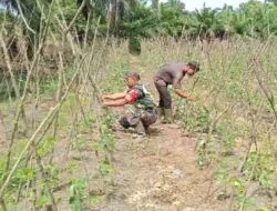 Babinsa Koramil 03/Seruway Cek Pertumbuhan Tanaman Kacang Panjang Milik Petani