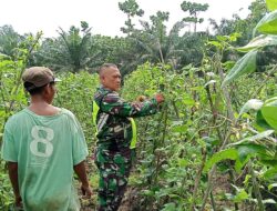 Sertu Edi Purnawan Dampingi Petani Rawat Tanaman Kacang Panjang
