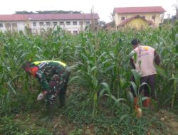 Kendalikan Gulma, Babinsa Bantu petani Penyiangan Tanaman Jagung