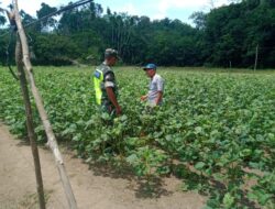 Babinsa Dampingi Petani Cek Pertumbuhan Kacang Kedelai