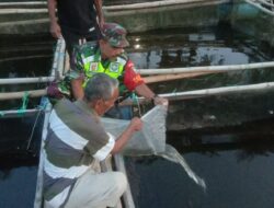 Dukung Ketahanan Pangan, Babinsa Dampingi Kelompok Nila Sejahtera Tebar Benih Ikan