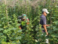 Aktif Dampingi Petani, Babinsa 03/Seruway Sambangi Petani Timun