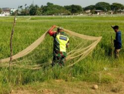 Banyak Burung, Serda Anton Sujarwo Dampingi Petani Pasang Jaring