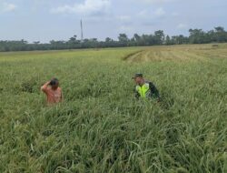 Babinsa 03/Seruway Bersama Petani Cek Padi Yang Siap Panen