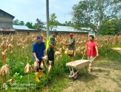 Jaga Ketahanan Pangan, Babinsa Koramil 08/Rantau Bantu Panen Jagung