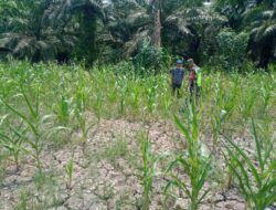 Babinsa Dampingi Petani Cek Pertumbuhan Tanaman Jagung