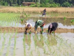 Sukseskan Swasembada Pangan, Serda Ridwan Dampingi Petani Tanam Padi