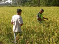Babinsa Koramil 03/Seruway Dampingi Petani Cek Padi Siap Panen