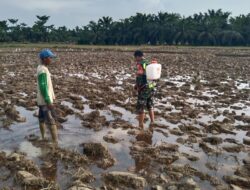 Babinsa Koramil 04/Bendahara Bantu Petani Semprot Hama Keong Mas