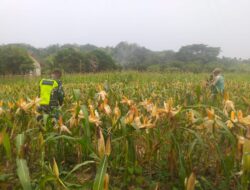 Serka Subagio Mendampingi Kelompok Tani ” Sepakat Tani” Cek Tanaman Jagung Siap Panen