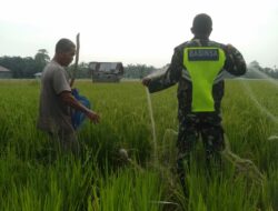 Babinsa Membantu Petani Pasang Jaring, Guna Halau Serangan Hama Burung Ke Tanaman Padi