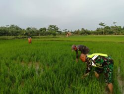 Wujudkan Swasembada Pangan, Babinsa Bantu Petani Bersihkan Rumput Dan Gulma