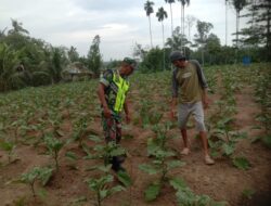 Babinsa Dampingi Petani Rawat Pertumbuhan Tanaman Terong