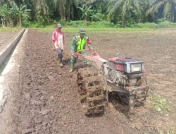 Siapkan Lahan Tanam Padi, Babinsa Jamur Jelatang Dampingi Petani Bajak Sawah