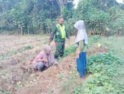 Babinsa Koramil 09/Banda Mulia Dampingi Petani Panen Ubi Jalar
