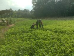 Babinsa Koramil 08/Rantau Dampingi Petani Mengecek Perkembangan Kacang Tanah