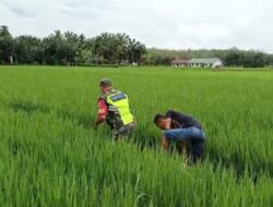Sertu Jefri Turun Langsung Kesawah Dampingi Petani Mengecek Pertumbuhan Tanaman Padi