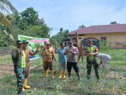 Ka Pospol Banda Mulia Hadiri Panen Bawang Merah Untuk Penanggulangan Inflasi Daerah