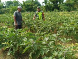 Agar Tanaman Terong Tumbuh Dengan Subur, Babinsa Bersama Petani Rutin Laksanakan Perawatan