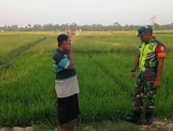 Peran Aktif Babinsa Koramil 09/Banda Mulia Dampingi Petani Pantau Perkembangan Tanaman Padi