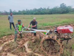 Babinsa Koramil 07/Kejuruan Mudah Bantu Petani Bajak Sawah Dengan Traktor