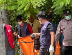 Mayat Laki-Laki Ditemukan di Kebun Kelapa, Diduga Jatuh Dari Pohon Kelapa
