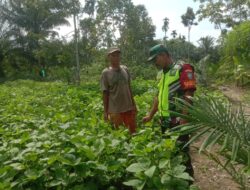 Babinsa Dampingi Petani Cek Pertumbuhan Dan Rawat Tanaman Kedelai