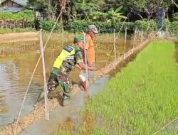 Babinsa Dampingi Petani Lakukan Pengecekan Bibit Padi