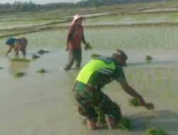 Hadir Dampingi Petani Padi, Babinsa Bantu Angkut Bibit Padi Yang Siap Tanam