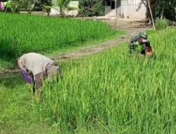 Babinsa Koramil 09/Banda Mulia Bantu Petani Bersihkan Gulma