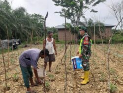 Babinsa Koramil 08/Rantau Dampingi Petani Lakukan Pemupukan Tanaman Kacang Panjang
