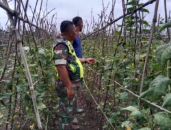 Aktif Dampingi Warga Binaan, Babinsa 28/Pirak Timu Sambangi Petani Timun.