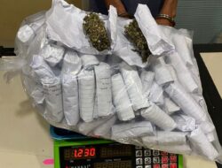 Sat Resnarkoba Polres Pidie Jaya Ungkap 195 Paket Ganja, Tegaskan Komitmen Berantas Narkotika