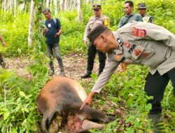Kapolsek Indra Makmu Datangi Lokasi Sapi Milik Warga Yang Diduga Dimangsa Harimau