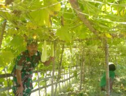 Dukung Ketahanan Pangan, Babinsa Berikan Motivasi Petani Labu Air.