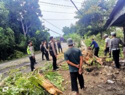 Polres Pidie Jaya Bergerak Cepat Atasi Pohon Tumbang Akibat Angin Kencang, Lalu Lintas Kembali Lancar