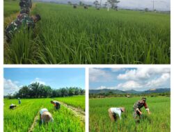 Babinsa Kodim 1311/Morowali Dampingi Petani dalam Pemeliharaan Padi di Desa Togo Mulya Kabupaten Morowali Utara
