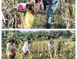 Babinsa Kodim 1311/Morowali Dampingi Petani Jagung dalam Panen di Kecamatan Mori utara Kabupaten Morowali Utara