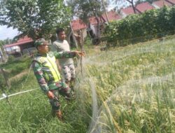 Babinsa Bantu Petani Usir Hama Burung Di Sawah