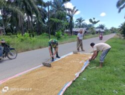 Babinsa Koramil 04/Bendahara Bantu Petani Jemur Padi