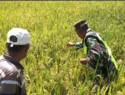 Sertu A.Yahya Turun Langsung Ke Sawah Cek Padi Yang Siap Panen