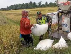 Babinsa Koramil 03/Seruway, Dampingi Petani Panen Padi