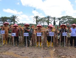 Kapolres Aceh Tamiang Bersama Forkopimda Laksanakan Panen Jagung Perdana “I’M Jagong” Kodim 0117/Aceh Tamiang