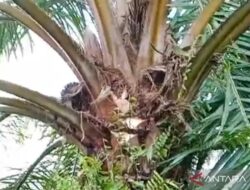 APH Jangan Tutup Mata Terkait Petani Mamosalato Keluhkan Semaraknya Aksi Pencurian Buah Sawit