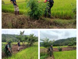 Tingkatkan Ketahanan Pangan, Babinsa Koramil 1307–02/Pamona Puselemba Bantu Petani Tanam Padi
