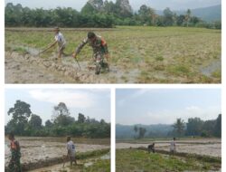 Tingkatkan Ketahanan Pangan, Babinsa Koramil 1307–02/Pamona Puselemba Bantu Petani Tanam Padi