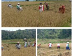 Kemanunggalan TNI Bersama Rakyat ,Babinsa Koramil Pragaan Bantu Petani Panen Padi di Sawah
